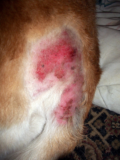 Cat Skin Reaction To Flea Meds Cat Skin Reaction To Flea Meds